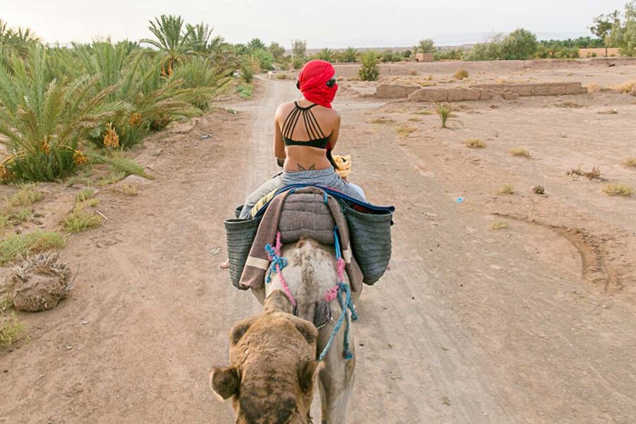 Camel Ride